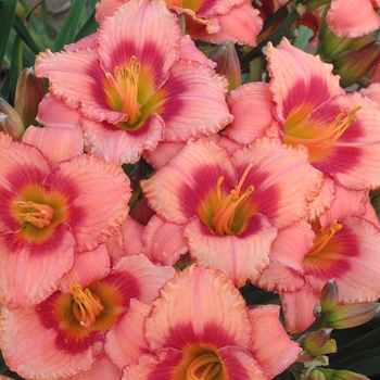 Hemerocallis ''Strawberry Candy'' (Daylily-Designer) - Strawberry Candy Daylily-Designer