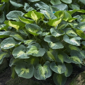 Hosta - 'Dream Weaver' Hosta, Plantain Lily