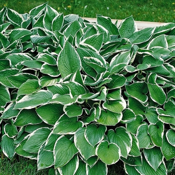 Hosta 'Francee' - Plantain-Lily