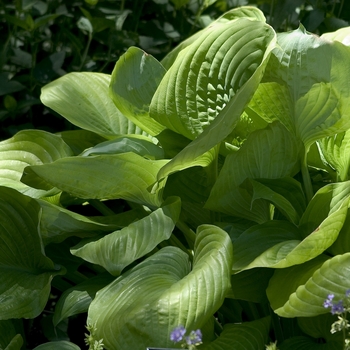 Hosta ''Sum and Substance'' (Hosta, Plantain Lily) - Sum and Substance Hosta, Plantain Lily