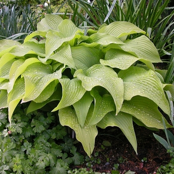 Hosta 'Sun Power' - Plantain Lily