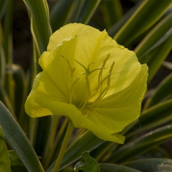 Oenothera missouriensis (Ozark Sundrop) - Ozark Sundrop