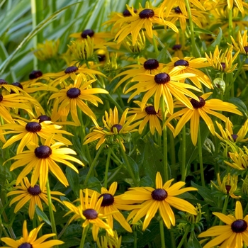 Rudbeckia fulgida ''Goldsturm'' (Black Eyed Susan) - Goldsturm Black Eyed Susan