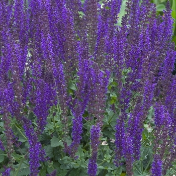 Salvia x sylvestris ''East Friesland (Ostfriesland)'' (Meadow Sage) - East Friesland (Ostfriesland) Meadow Sage