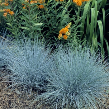 Festuca glauca 'Elijah Blue' - Elijah Blue Fescue