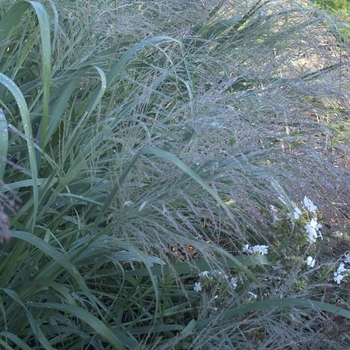 Panicum virgatum ''Dallas Blues'' PP11202 (Grass-Ornamental) - Dallas Blues Grass-Ornamental