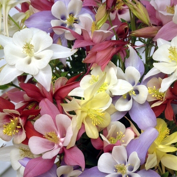 Aquilegia caerulea 'Origami Mix' - Columbine