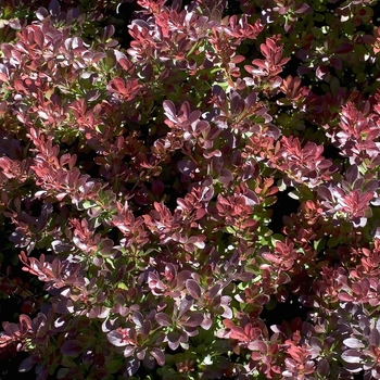 Berberis thunbergii 'Crimson Pygmy' - Japanese Barberry