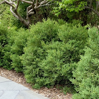 Buxus microphylla var. japonica ''Wintergreen'' (Boxwood) - Wintergreen Boxwood