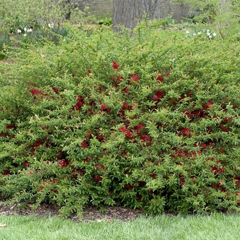 Texas Scarlet Flowering Quince