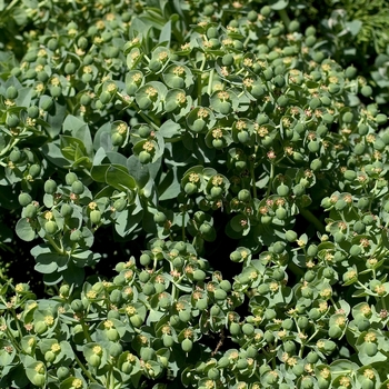 Euphorbia myrsinites (Donkey-Tail Spurge) - Donkey-Tail Spurge