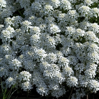 Iberis sempervirens - 'Alexanders White' Candytuft