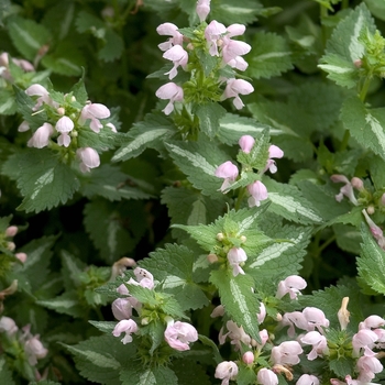 Lamium maculatum ''Shell Pink'' (Spotted Deadnettle) - Shell Pink Spotted Deadnettle