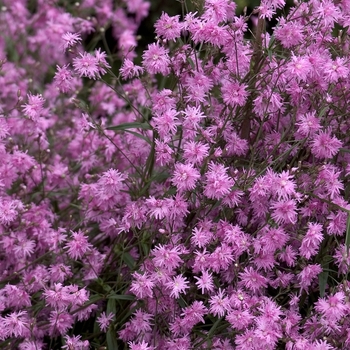 Lychnis flos-cuculi ''Petite Jenny'' PP14139 (Campion) - Petite Jenny Campion