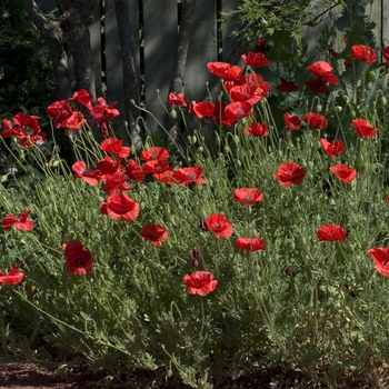 Papaver ''Multiple Varieties'' (Poppy) - Multiple Varieties Poppy