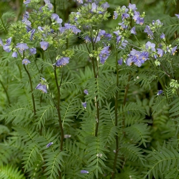 Polemonium yezoense ''Bressingham Purple'' (Jacob''s Ladder) - Bressingham Purple Jacob''s Ladder