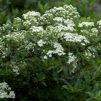 Pyracantha x ''Mohave'' (Pyracantha) - Mohave Pyracantha