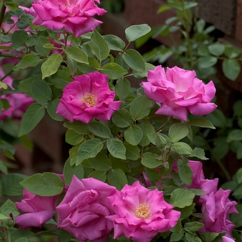 Rosa ''Zepherine Drouhin'' (Rose) - Zepherine Drouhin Rose