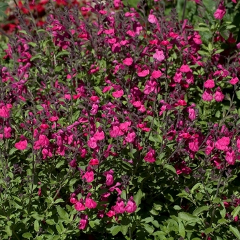 Salvia greggii (Autumn Sage) - Autumn Sage