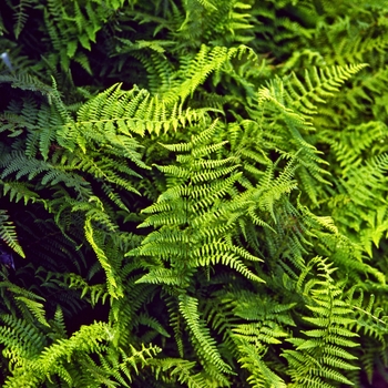 Dennstaedtia punctilobula (Hay Scented Fern) - Hay Scented Fern