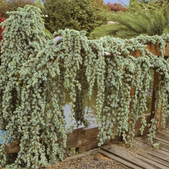 Cedrus atlantica 'Glauca Pendula' - Weeping Blue Atlas Cedar