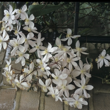 Clematis armandii - Clematis