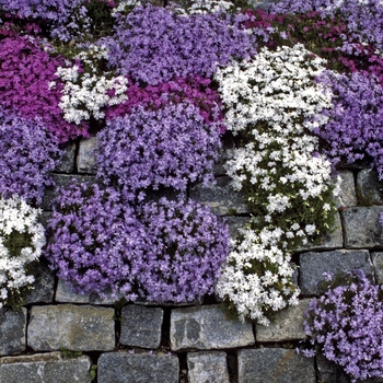 Phlox subulata (Creeping Phlox) - Creeping Phlox
