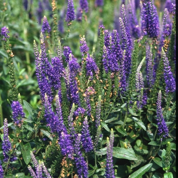 Goodness Grows Speedwell