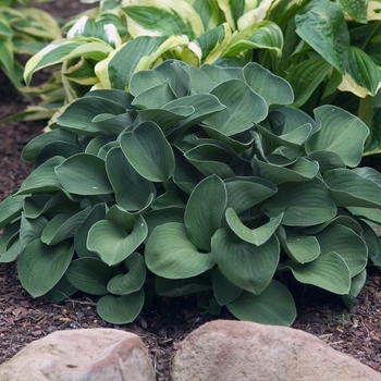 Hosta 'Sea Thunder' - Plantain Lily