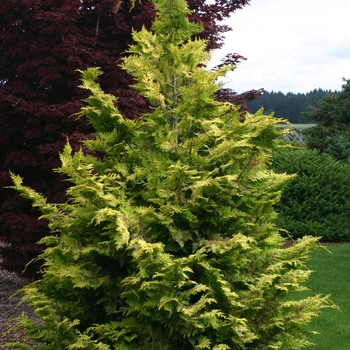 Chamaecyparis obtusa ''Goldilocks'' (Hinoki Falsecypress) - Goldilocks Hinoki Falsecypress