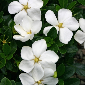 Gardenia jasminoides 'Kleim's Hardy' - Gardenia