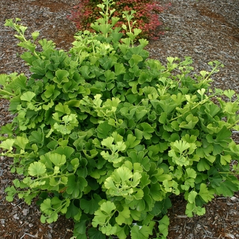 Ginkgo biloba ''Mariken'' (Ginkgo Tree) - Mariken Ginkgo Tree