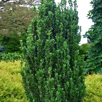 Ilex crenata - 'Sky Pencil' Japanese Holly