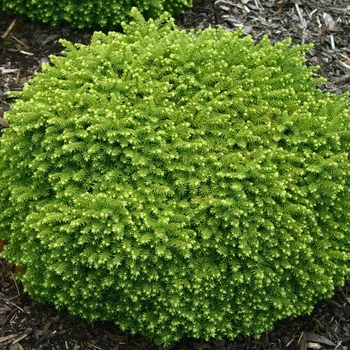 Picea abies ''Little Gem'' (Norway Spruce) - Little Gem Norway Spruce
