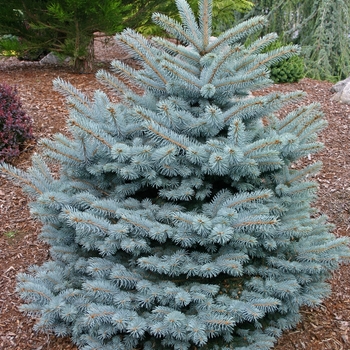 Picea pungens ''Montgomery'' (Blue Spruce) - Montgomery Blue Spruce