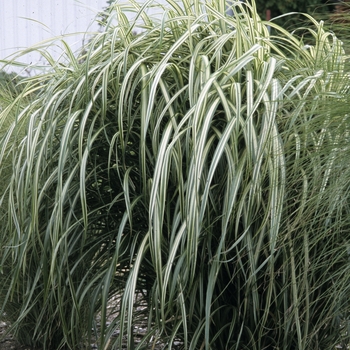 Miscanthus sinensis ''Cabaret'' (Japanese Silver Grass) - Cabaret Japanese Silver Grass