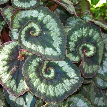 Begonia rex-cultorum ''Escargot'' (Rex Begonia) - Escargot Rex Begonia