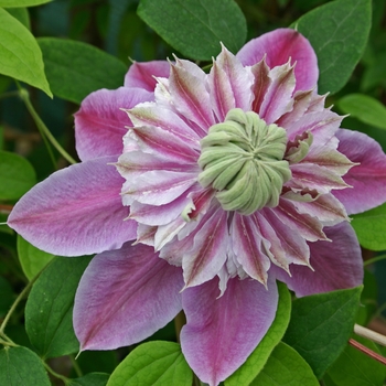 Clematis 'Josephine' - Clematis