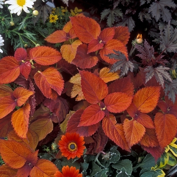 Solenostemon scutellarioides ''Sedona'' US. 14,790 and Can. 1855 (Coleus) - Sedona Coleus