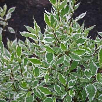 Cornus alba ''Ivory Halo®'' Bailhalo (Dogwood) - Ivory Halo® Dogwood