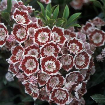 Kalmia ''Minuet'' (Mountain Laurel) - Minuet Mountain Laurel