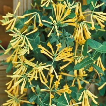 Lonicera sempervirens ''John Clayton'' (Honeysuckle Vine) - John Clayton Honeysuckle Vine