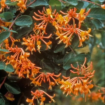 Lonicera ''Mandarin'' 11083 (Honeysuckle Vine) - Mandarin Honeysuckle Vine