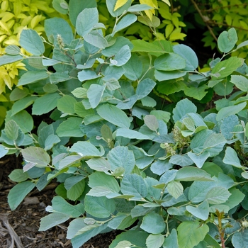 Fothergilla 'Blue Shadow' - Fothergilla