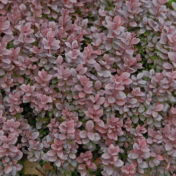 Berberis thunbergii ''Concorde'' (Barberry) - Concorde Barberry