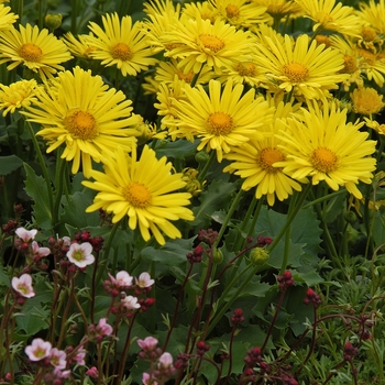 Doronicum orientale 'Little Leo' - Leopardbane