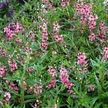 Angelonia angustifolia 'Angelmist™ Dark Pink' - Angelmist™ Dark Pink Summer snapdragon