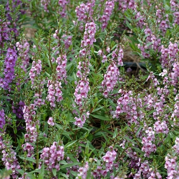 Angelonia angustifolia 'Serena Lavender' - Summer snapdragon