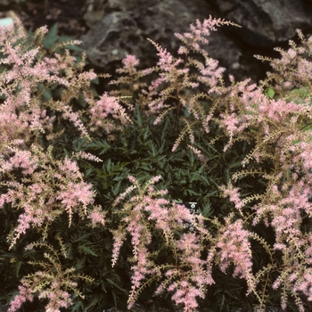 Astilbe 'Sprite' - Astilbe-Dwarf