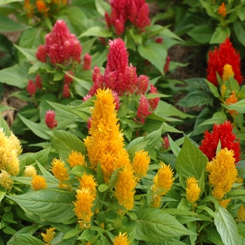 Celosia plumosa ''Ice Cream Mix'' (Celosia) - Ice Cream Mix Celosia